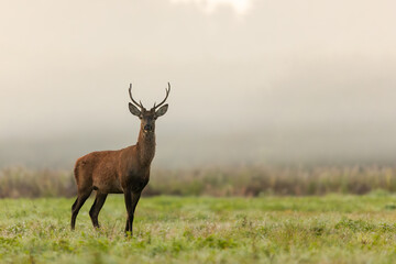 Sticker - Deer male buck ( Cervus elaphus ) during rut