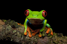Agalychnis Callidryas, Commonly Known As The Red-eyed Tree Frog, Is A Species Of Frog In The Subfamily Phyllomedusinae. It Is Native To Forests From Central America