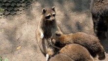 Raccoons Walking At Open Zoo