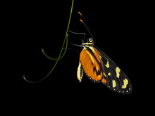 Melinaea Is A Genus Of Clearwing (ithomiine) Butterflies. They Are In The Brush-footed Butterfly Family