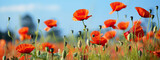 Fototapeta Maki - A Field of Vibrant Red Poppies Under a Summer Sky,red poppy field,red poppies in the field