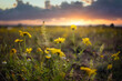 Field of yellow flowers at sunset