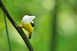 White-collared manakin (Manacus candei) is a passerine bird in the manakin family. It is a resident breeder in the tropical New World from southeastern Mexico to Costa Rica 