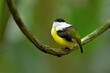 White-collared manakin (Manacus candei) is a passerine bird in the manakin family. It is a resident breeder in the tropical New World from southeastern Mexico to Costa Rica 