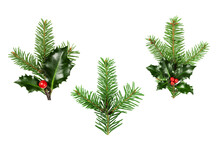 Collection Of Fir Tree And Holly Berries Branch Cut Out On Transparent Background. Christmas Tree And Holly Berries Twig For Design.
