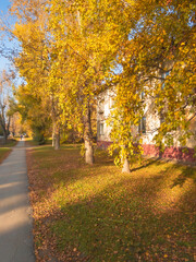 Wall Mural - Beautiful city street with cars, houses and yellow leaves on trees in autumn season