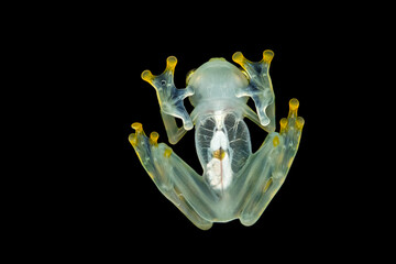 Wall Mural - Hyalinobatrachium valerioi, sometimes known as the La Palma glass frog, is a species of frog in the family Centrolenidae. It is found in central Costa Rica and south to Panama