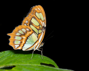  Siproeta stelenes (malachite) is a Neotropical brush-footed butterfly (family Nymphalidae). Taken in Costa Rica