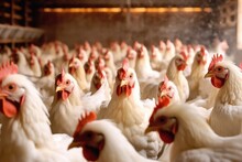Organic Chicken Farm, Chicken Feeding Indoor ,Generative AI.