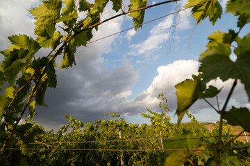 Vineyard located in Samakhi district