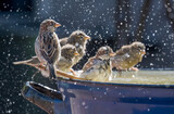 Fototapeta Koty - Group of house sparrows, Passer domesticus,  enjoying bathing and splashing about in the water of an enamel tub in a garden, it keeps feathers well-groomed, Germany 