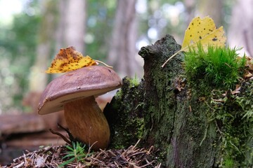 Poster - Wet from the rain, growing in moss, mushroom Imleria badia, commonly known as the bay bolete - edible, very tasty mushroom. 