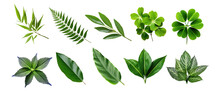 Natural Of Tropical Green Leaves Of Leaf Isolated On Transparent Png Background, Varies Different Of Plant Botanical.