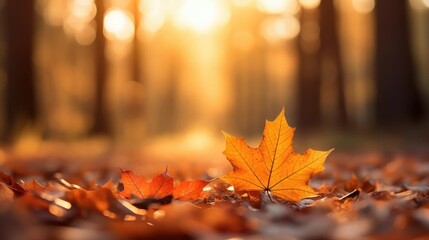 Wall Mural - Beautiful orange autumn maple leaves close up on floor in the forest with soft focus at gold sunset