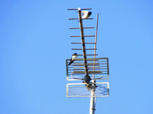A Pair Of Swallows Sits On A Television Antenna