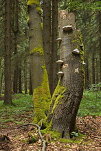 Dead Tree With Bracket Fungis In Czech Republic,Europe
