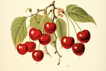 1895 Botanical Illustration Of Cherry, Public Domain. Generative AI