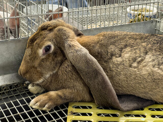 Sticker - A tan brown small bunny laying down in a cage. This fair farm animal is a rabbit with long ears. Adorable cute bunny, house pet. Fair in New England.