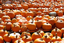 Pumpkins Await Purchase At A Pumpkin Patch In Sedona, Arizona.