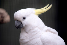 The Sulpher Crested Cockatoo Is A White Bird With A Yellow Crest