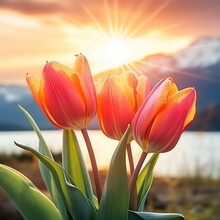 A Group Of Tulips In Front Of A Sunset