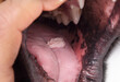 Oral papilloma wart on dog tongue. Oral wart growing for 2-3 months on young dog. Cauliflower like benign tumor spread dog-by-dog. Contagious papillomavirus. Selective focus on wart cluster.