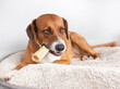 Funny dog with chew bone in mouth like a large cigar while lying on a dog bed. Cute puppy dog with dental chew stick for teeth and mental enrichment. Female Harrier mix. Selective focus.