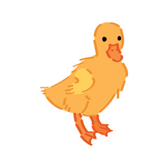 Poster - Small duckling on white background