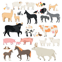 Set Of Different Domestic Animals On White Background