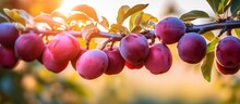 Sunset Brings Out The Beauty Of A Ripe Plum Tree Filled With Organic Fruits With Copyspace For Text