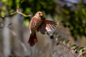 Sticker - Northern Cardinal (Cardinalis cardinalis), Cardinal flight phase during landing.