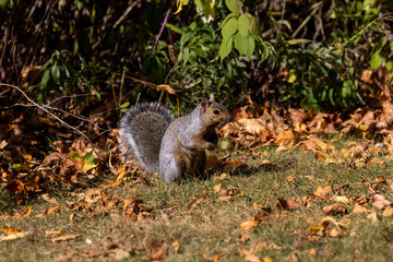 Poster - The fox squirrel (Sciurus ni..r), also known as the eastern fox squirrel or Bryant's fox squirrel on a meadow.