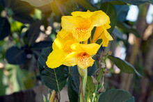Yellow Canna Flowers. Flowering In A Bouquet At The Top Of The Stem. And Has Some Soft Petals Flower Size And Color Vary By Species. Soft And Selective Focus.
