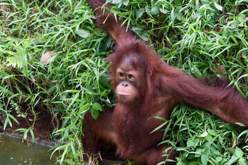 Wall Mural - Baby orangutan playing in the grass