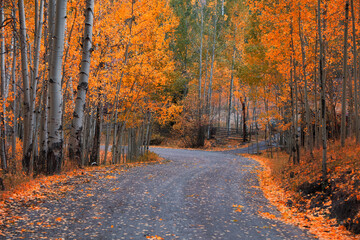 Sticker - Scenic Aspen alley in San Juan mountains, Colorado