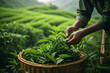 picking tip of green tea leaf with a bamboo basket by human hand