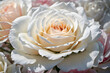 pink and white roses close up photography
