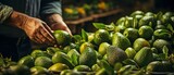 Fototapeta  - A worker checking the fruit in the basement or ripener with an avocado in hand,.