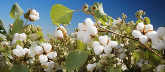 Wall Mural - Studying cotton genetics with molecular markers to improve vegetables With copyspace for text