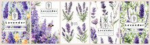 Set Of Elegant Lavender, Realistic Vector Illustrations Of Flowers, Leaves, And Plants For Backgrounds, Patterns, And Wedding Invitations.