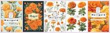 Set Of Elegant Marigold, Realistic Vector Illustrations Of Flowers, Leaves, And Plants For Backgrounds, Patterns, And Wedding Invitations.