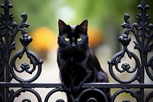 A Black Cat On A Fence