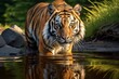 a tiger standing in water