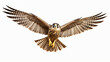 Very beautiful falcon in flight