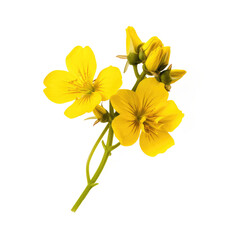 yellow flowers isolated on white