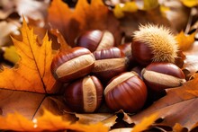 Brown Chestnuts Laying On A Layer Of Dry Brown Fallen Leaves.