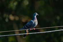 A Blue Pigeon Is Sitting On The Wires Of A Power Line, Close-up