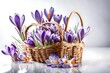 crocus flowers in a basket on white background - fresh spring flowers  