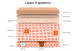 Structure of epidermis vector. Anatomical structure of human skin layers. Cross section of the epidermis. 