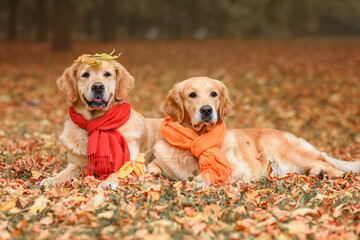 two beautiful red dog golden retriever labrador in a red scarf on yellow leaves in autumn in the park.